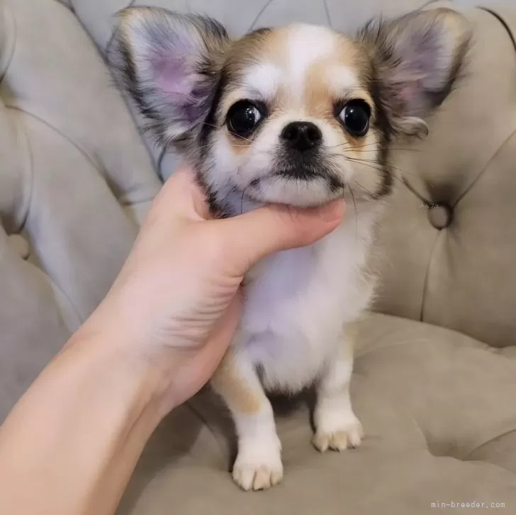 K.Ｉ 様のお迎えした子犬