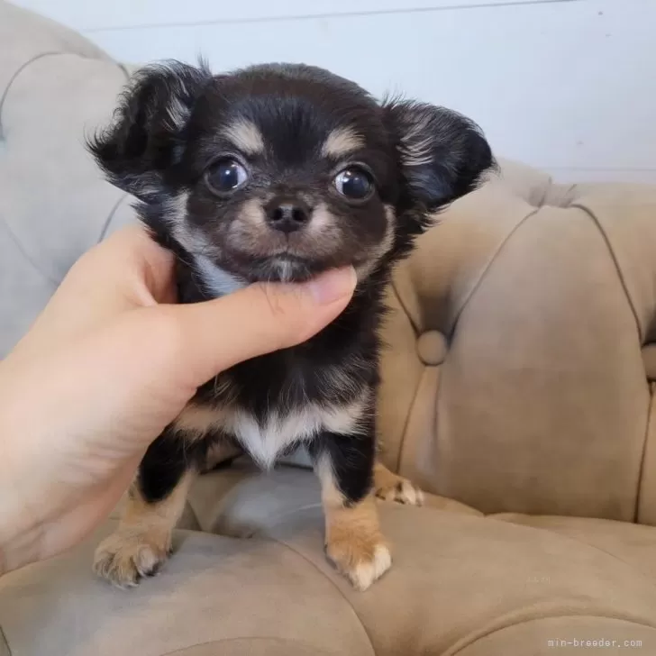 ID:2408-00853の子犬