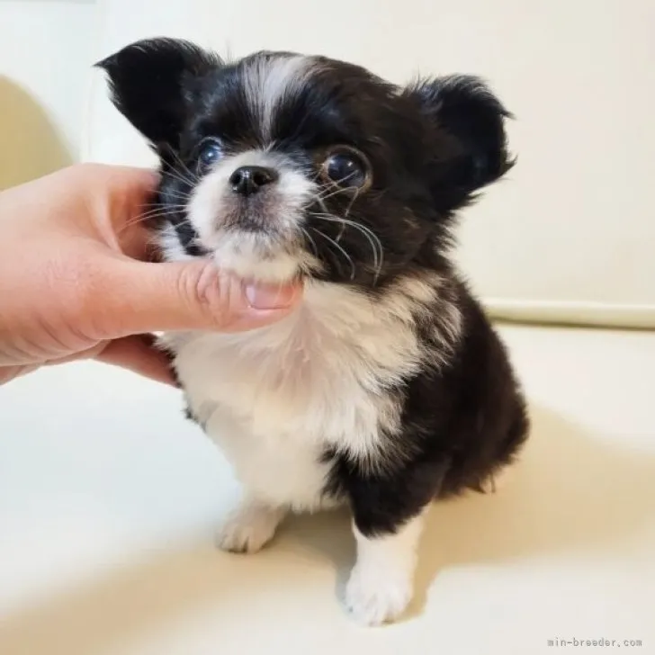 ID：2302-02892の子犬