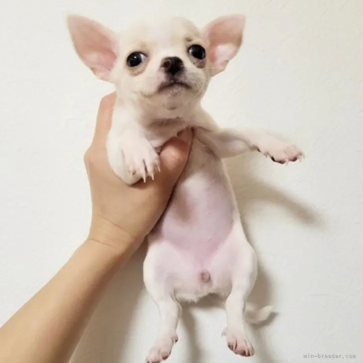 ID:2306-03985の子犬