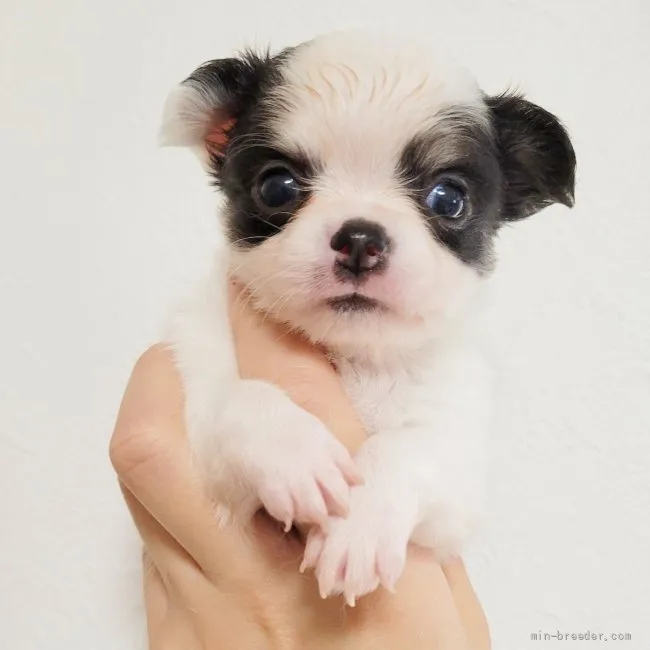 ID:2203-03410の子犬