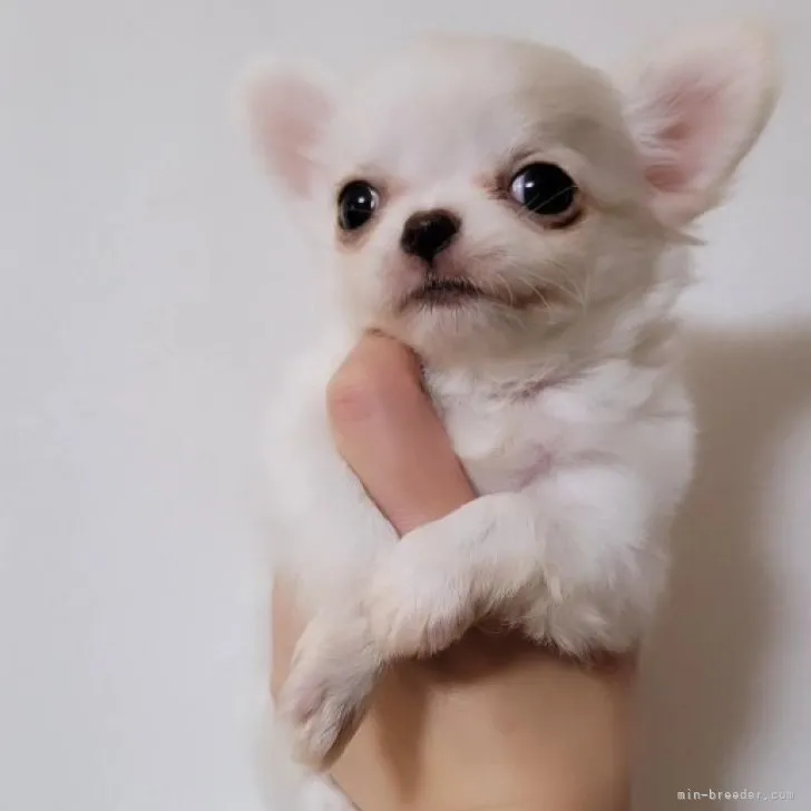 ID：2303-04310の子犬