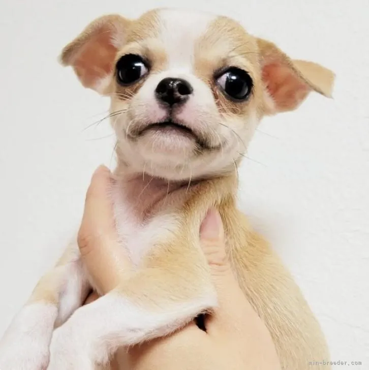 ID：2208-02749の子犬