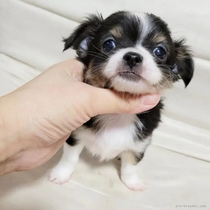 ID:2210-00941の子犬