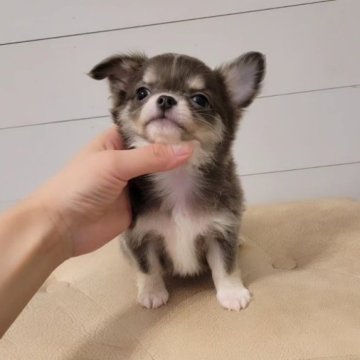 チワワ(ロング)【滋賀県・男の子・2024年8月13日・ブルータンクリーム】の写真「特選くん✨」
