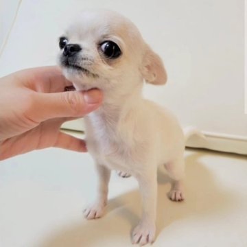 チワワ(スムース)【滋賀県・女の子・2022年12月30日・クリーム】の写真「かわいい♥️」