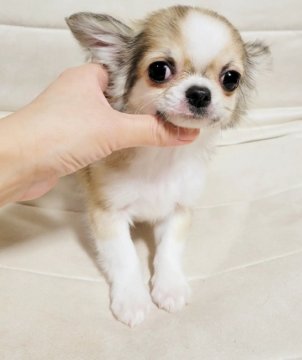 チワワ(ロング)【滋賀県・男の子・2022年1月11日・フォーンホワイト】の写真「イメケンくんです♥️」