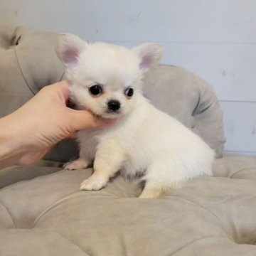 チワワ(ロング)【滋賀県・男の子・2023年10月8日・クリーム】の写真「可愛いぼく♥️」