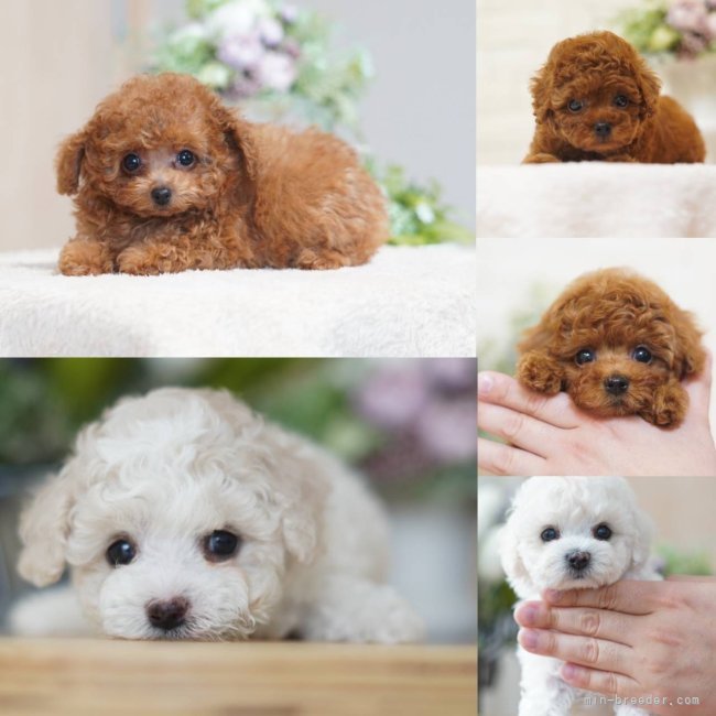 板倉友和ブリーダーのブログ：🐶プードルとビションフリーゼ誕生🐶