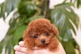 タイニープードル【千葉県・女の子・2025年4月27日・レッド】の写真4