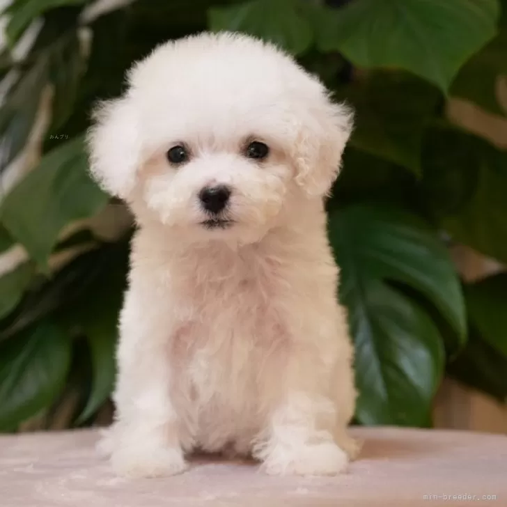 ID:2507-07937の子犬