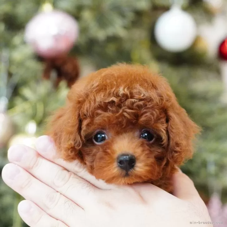 ID：2412-00389の子犬