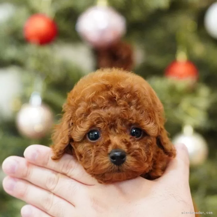 ID：2411-06492の子犬