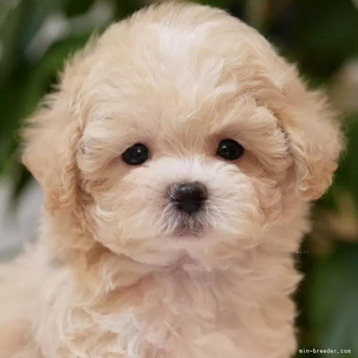 ID：2504-02320の子犬