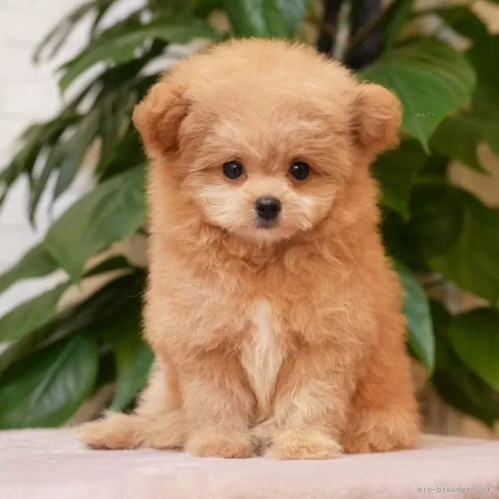 ID:2507-04344の子犬