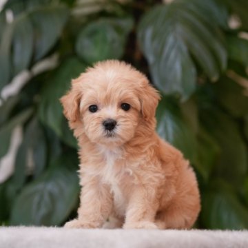 マルプー(トイプードル×マルチーズ)【千葉県・女の子・2025年9月23日・クリーム】の写真「群馬県渋川市見学可能。他男の子2頭見学できます💐」