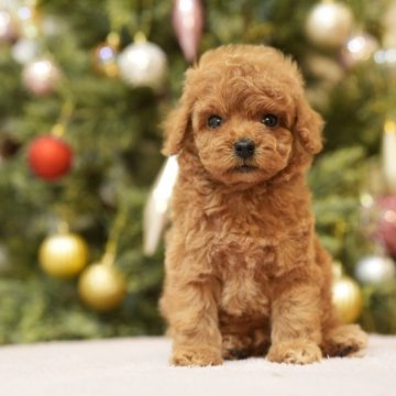 トイプードル(タイニー)【千葉県・男の子・2025年10月13日・アプリコット】の写真「群馬県渋川市、神奈川県厚木市見学可能💐」