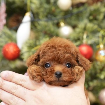 トイプードル(ティーカップ)【千葉県・男の子・2024年10月27日・レッド】の写真「25日までクリスマス限定価格実施中🎄」
