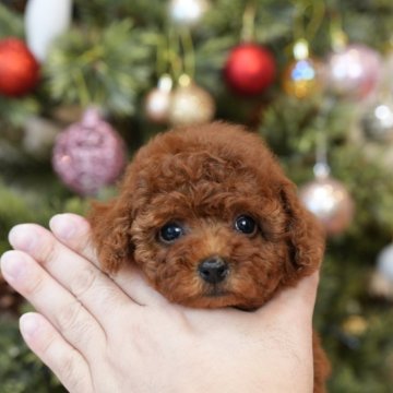 トイプードル(タイニー)【千葉県・女の子・2024年10月28日・レッド】の写真「千葉県八街市、群馬県渋川市見学可能です🐶」