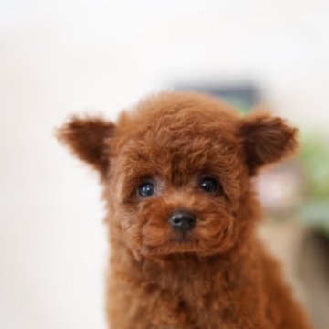 トイプードル(ティーカップ)【千葉県・女の子・2024年11月26日・レッド】の写真「千葉県八街市•群馬県渋川市も見学可能✨」