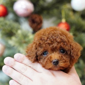トイプードル(ティーカップ)【千葉県・男の子・2024年10月13日・レッド】の写真「千葉県八街市、群馬県渋川市見学可能です🐶」