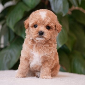 マルプー(トイプードル×マルチーズ)【千葉県・男の子・2025年9月23日・クリーム】の写真「群馬県渋川市見学可能。他マルプー3匹見学可能💐」