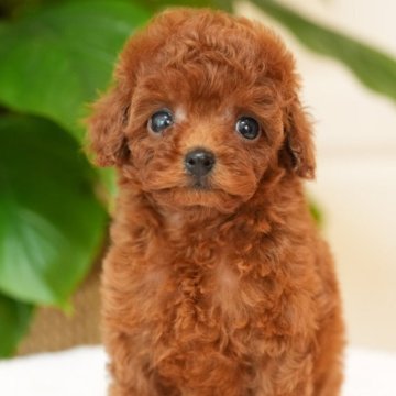 トイプードル(タイニー)【千葉県・女の子・2025年2月19日・レッド】の写真「群馬県渋川市見学可能🐶多数の子を見学できます！」