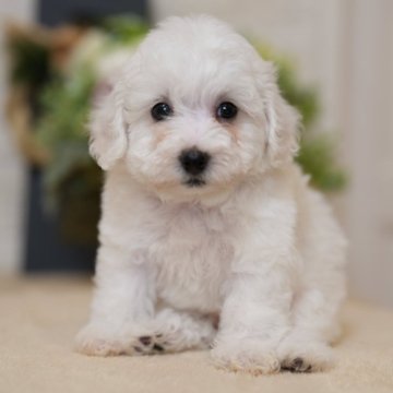 ビションフリーゼ【千葉県・男の子・2024年12月10日・ホワイト】の写真「🐶男の子3頭見学できます🐶素敵な特典あり」