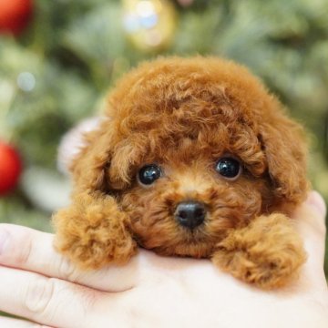 トイプードル(タイニー)【千葉県・女の子・2024年10月13日・レッド】の写真「千葉県八街市、群馬県渋川市見学可能です🐶」