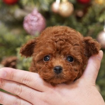 トイプードル(ティーカップ)【千葉県・男の子・2024年10月27日・お鼻短めな子】の写真「千葉県八街市、群馬県渋川市見学可能です🐶」