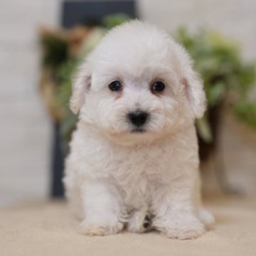 ビションフリーゼ【千葉県・男の子・2024年12月10日・ホワイト】の写真「🐶男の子3頭見学できます🐶群馬県も見学可能。」