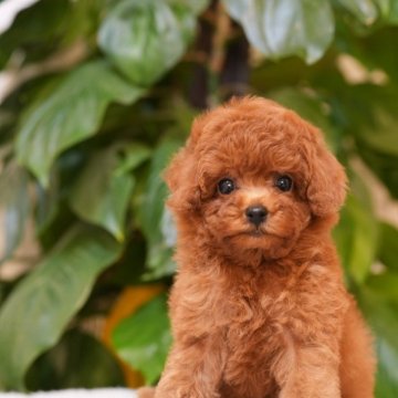 タイニープードル【千葉県・男の子・2025年9月15日・レッド】の写真「群馬県渋川市、神奈川県厚木市新規オープン見学可💐」