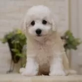 ビションフリーゼ