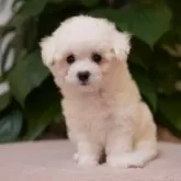 ビションフリーゼ