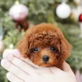 タイニープードル【千葉県・女の子・2024年10月13日・レッド】の写真1