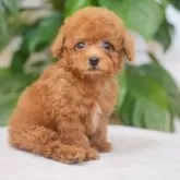 ティーカッププードル【千葉県・男の子・2026年1月9日・レッド】の写真1