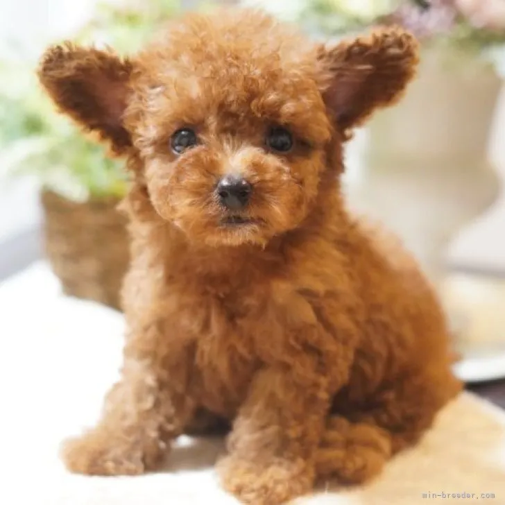 ID:2307-02182の子犬