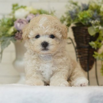 マルプー(トイプードル×マルチーズ)【千葉県・男の子・2024年8月27日・クリーム】の写真「千葉県八街市、群馬県渋川市見学可能です。」