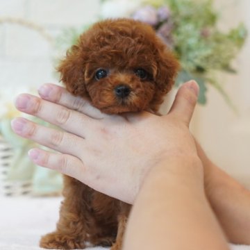 トイプードル(タイニー)【千葉県・女の子・2024年7月20日・レッド】の写真「千葉県八街市、群馬県渋川市見学可能です🐶」