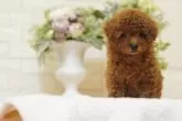タイニープードル【千葉県・女の子・2024年7月20日・レッド】の写真4