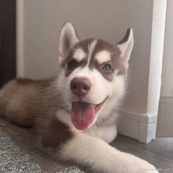 ID：2508-02972の子犬
