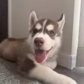 シベリアンハスキー
