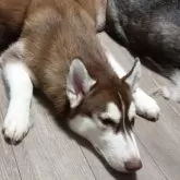 シベリアンハスキー【鳥取県・男の子・2025年6月1日・チョコレートホワイト】の写真7「165日体重20キロ」