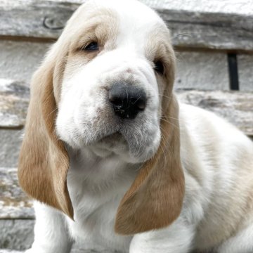 バセットハウンド【岐阜県・女の子・2025年9月26日・レモンカラー】の写真「ムチムチわがままボディーの女の子です」