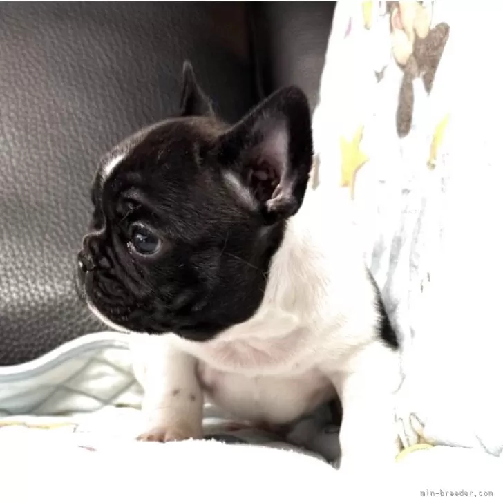フレンチブルドッグ【岩手県・男の子・2025年10月5日・パイド】の写真1
