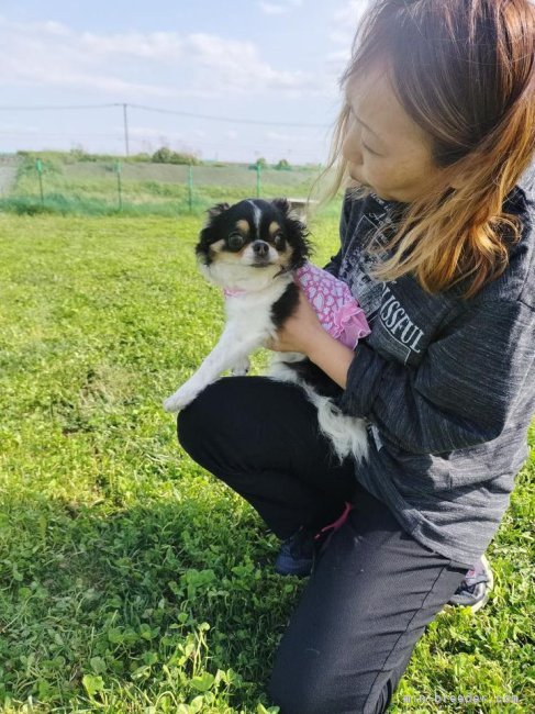 たまにお出かけにも愛犬として出かけます｜松本　朝美(まつもと　ともみ)ブリーダー(青森県・チワワ(ロング)・JKC登録)の紹介写真3
