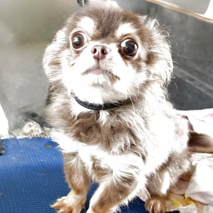 ID：2504-07292の子犬