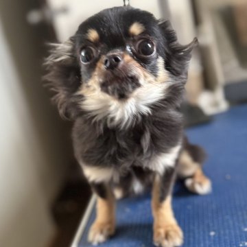 チワワ(ロング)【青森県・女の子・2024年7月15日・ブラックタン】の写真「元気な1.5キロ弱女の子」