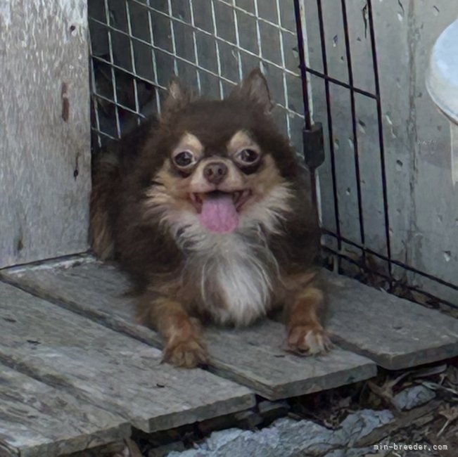 チワワ(ロング)【・男の子・2022年11月3日・チョコタン】「蔓延の笑顔」