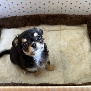 チワワ(ロング)【青森県・女の子・2024年1月22日・ブラックタン】の写真「お鼻も短くておっとり女子」